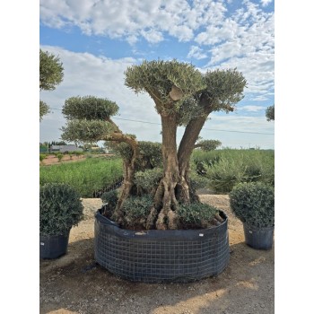Olea plato bonsai ejemplar CTM XL